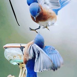 Meet your Posher, Mary Cherished